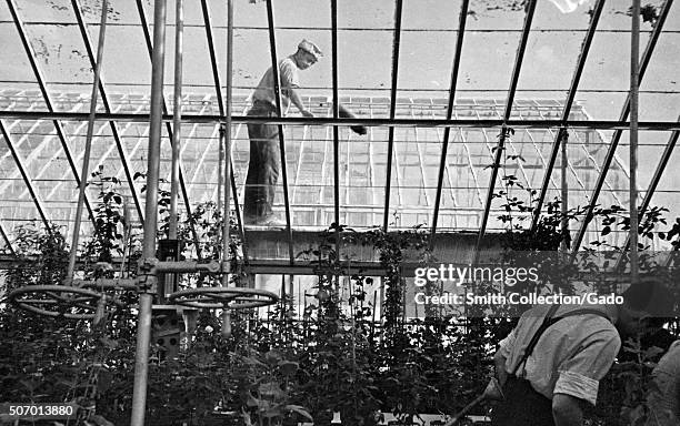 Workers budding a rose while another worker cleans the ceiling of an experimental USDA greenhouse, Beltsville, Maryland, 1935. From the New York...