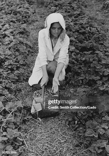 Female migrant strawberry picker bending down and showing her strawberries in a field, Berrien County, Michigan, 1940. From the New York Public...