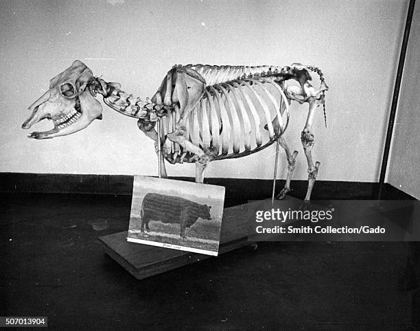 Skeleton of beef cow developed at the experimental farm of the USDA, Prince Georges County, Beltsville, Maryland, 1935. From the New York Public...