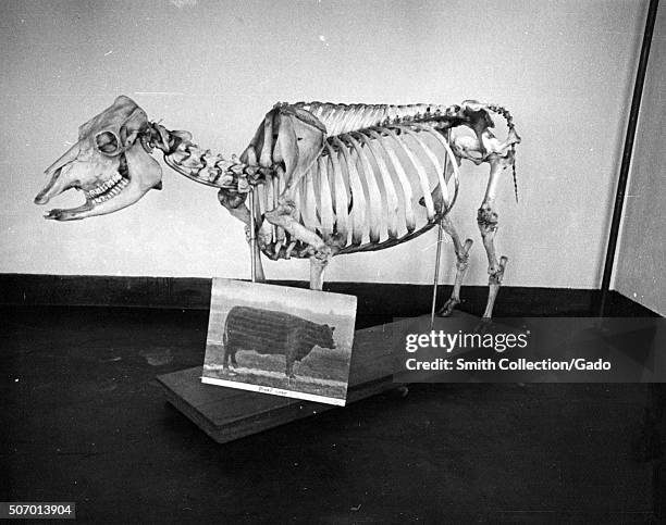 Skeleton of beef cow developed at the experimental farm of the USDA, Prince Georges County, Beltsville, Maryland, 1935. From the New York Public...