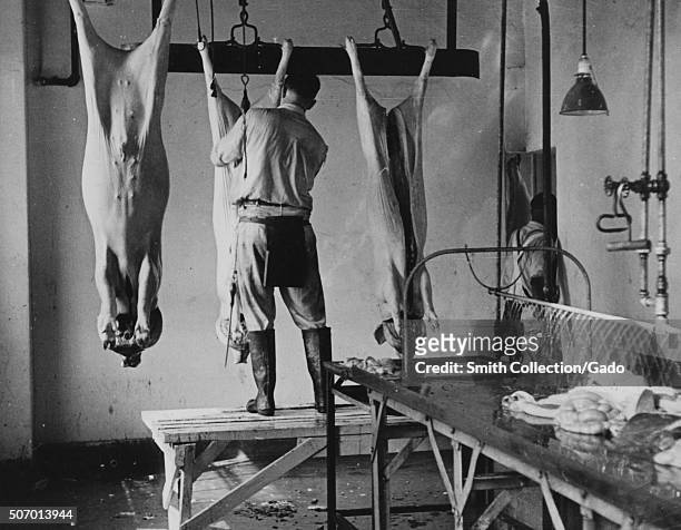 Work in slaughter house in the meat section at the experimental farm of the United States Department of Agriculture, Beltsville, Maryland, 1935. From...