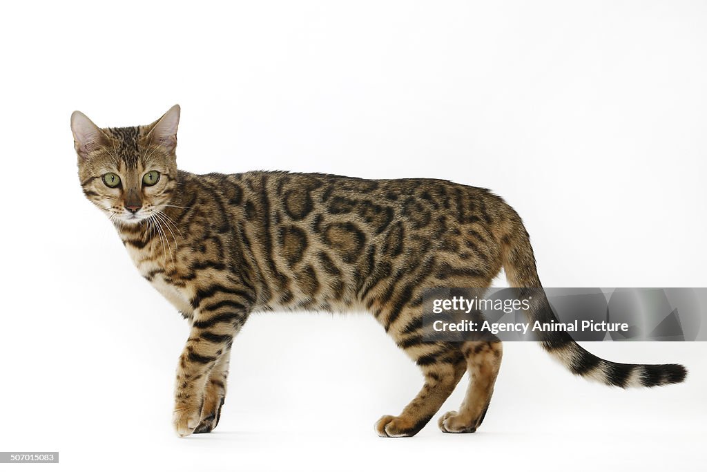 Bengal cat