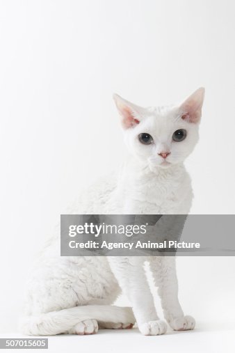 Devon rex cat Devon rex cat