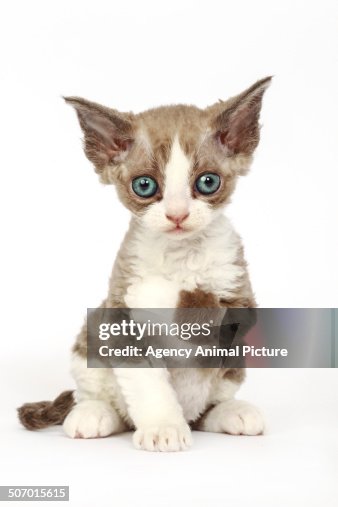 Devon rex cat Devon rex cat