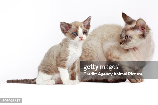 Devon rex cat Devon rex cat