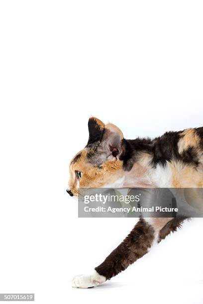 devon rex cat - devon rex stock pictures, royalty-free photos & images