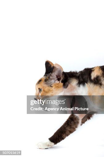 Devon rex cat Devon rex cat
