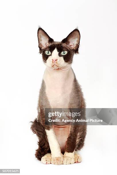 devon rex cat - devon rex stock pictures, royalty-free photos & images