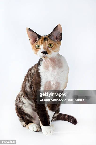 devon rex cat - devon rex stock pictures, royalty-free photos & images