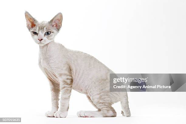 devon rex cat - devon rex stock pictures, royalty-free photos & images