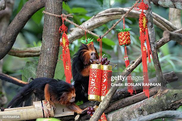 Endangered golden-headed lion tamarins feed on fruit treats ahead of the Lunar New Year of the monkey during feeding time at the Wildlife Reserves...