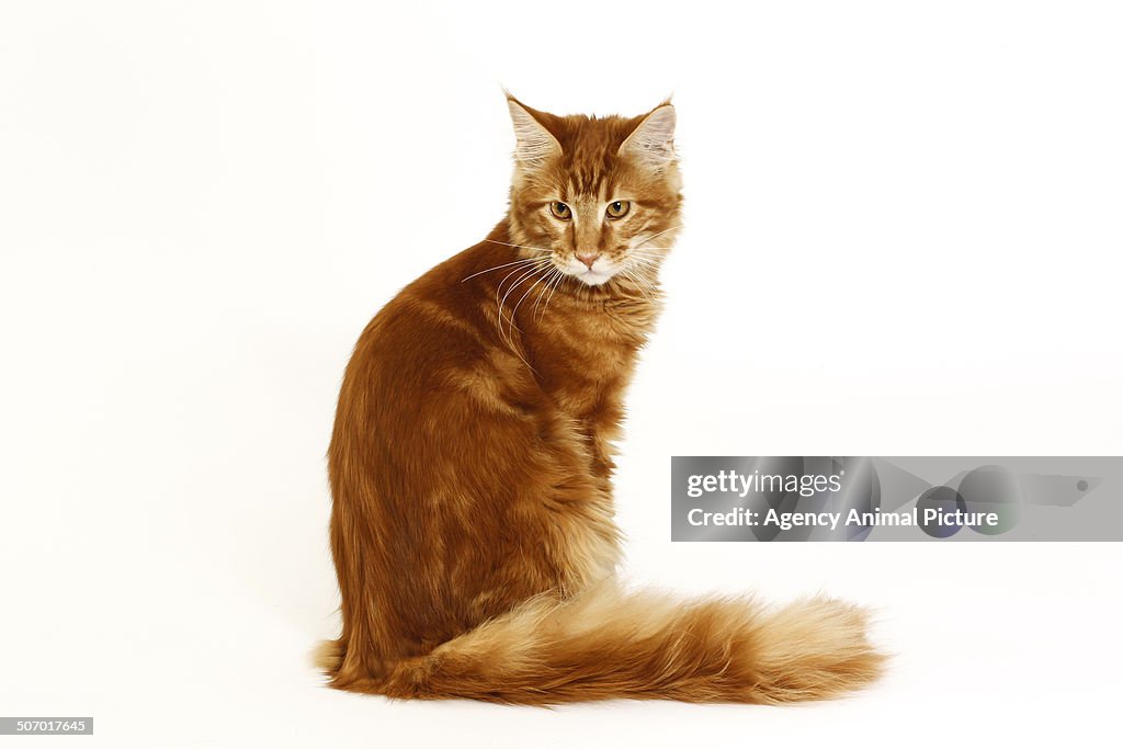 Maine Coon cat