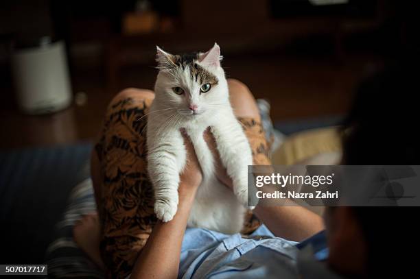 munchkin cat sitting on owner's stomach - munchkin cat bildbanksfoton och bilder