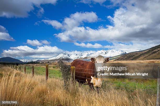 cows line the road in mavora - new zealand cow stock pictures, royalty-free photos & images
