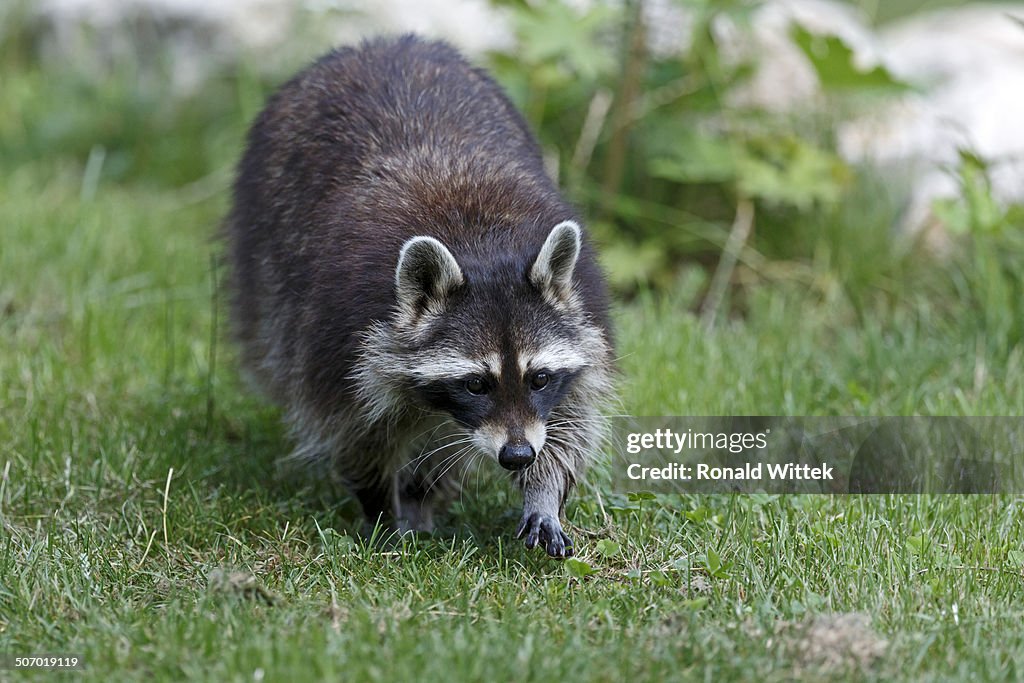 Racoon