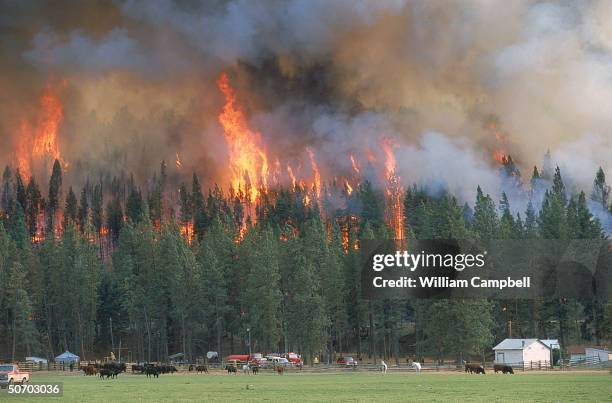 Forest aflame in panoramic backdrop to small ranch near Darby, fire crew trying to protect threatened cattle, horses & outbldg. In backyard infernos...