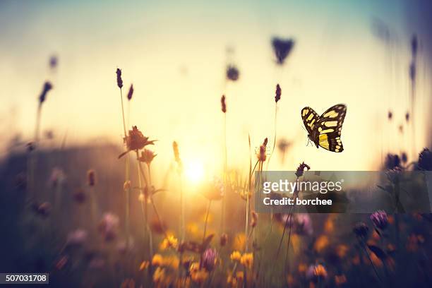farfalla al tramonto - imbrunire foto e immagini stock