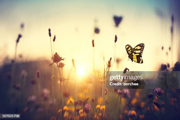 butterfly at sunset - sunset dusk stock pictures, royalty-free photos & images