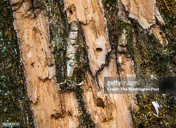 Montgomery county parks officials battle an attack of emerald ash borer beetles that are decimating trees, on January 2016 in Kensington, MD....
