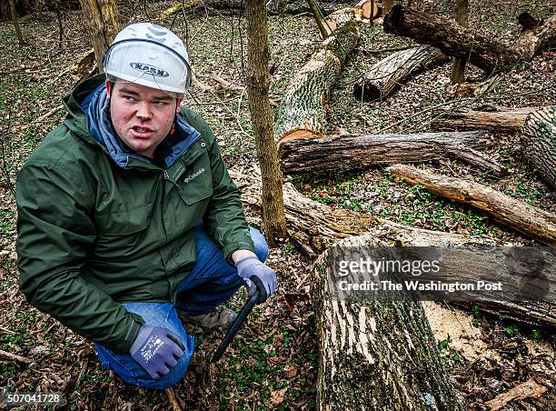 Patrick Harwood, Horticulturist for Montgomery county parks, amongst downed victims of emerald ash borer beetles that are decimating trees, on...