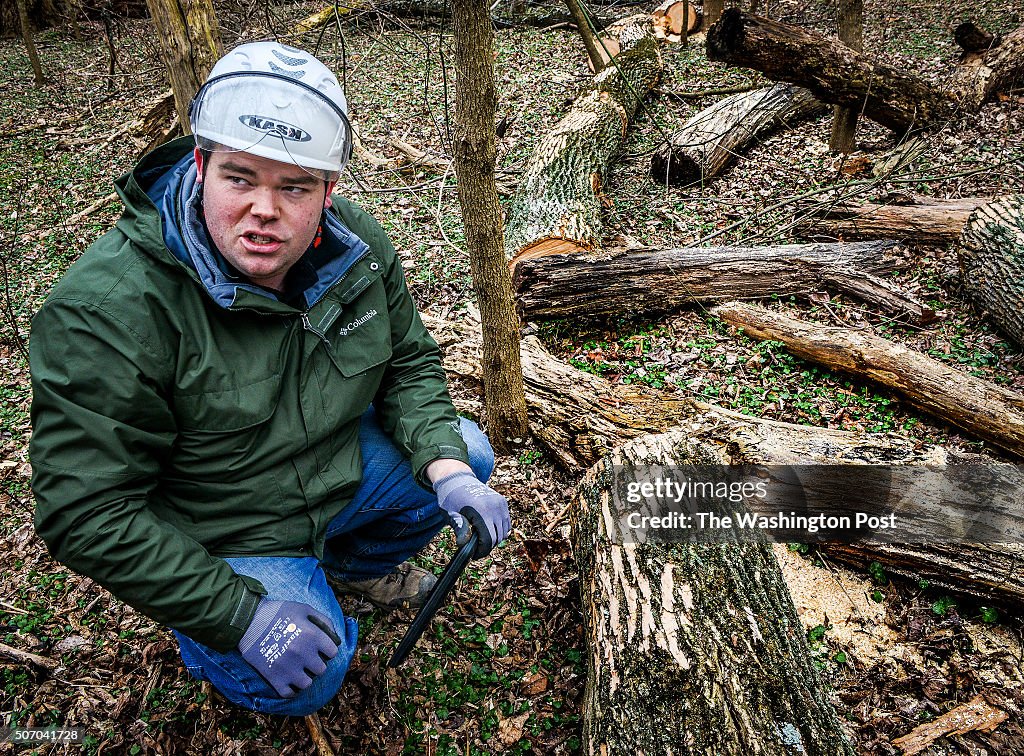Montgomery county parks officials battle an attack of emerald ash borer beetles that are decimating trees in Kensington, MD.