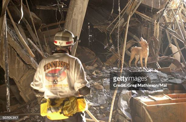 Trained rescue dog Gus and his trainer Ed Apple from the Tennessee Task Force One Search & Rescue team searching for survivors in the wreckage at the...