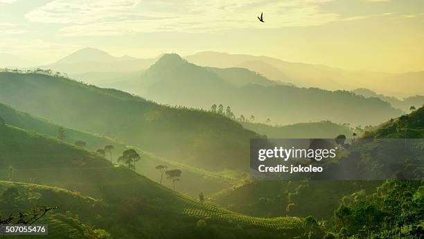 hills layers - tea crop stock pictures, royalty-free photos & images