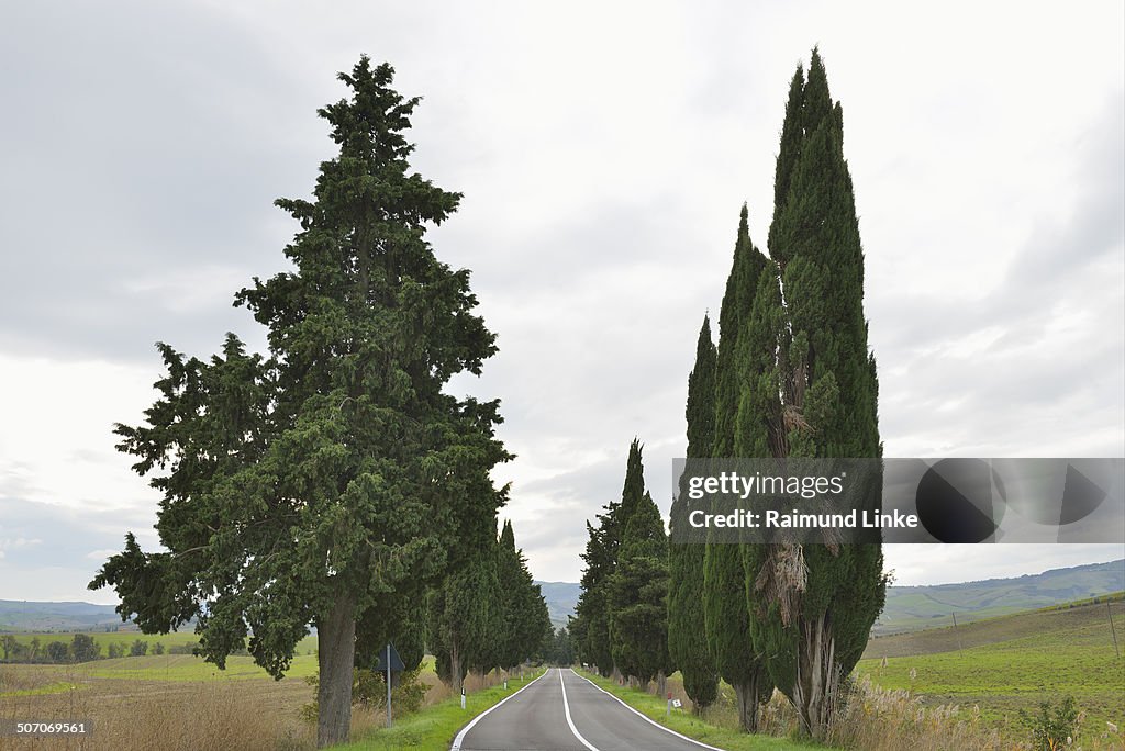 Country Road with Cypress Trees