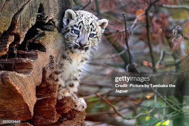snow leopard on the log - raubtierjunges stock-fotos und bilder