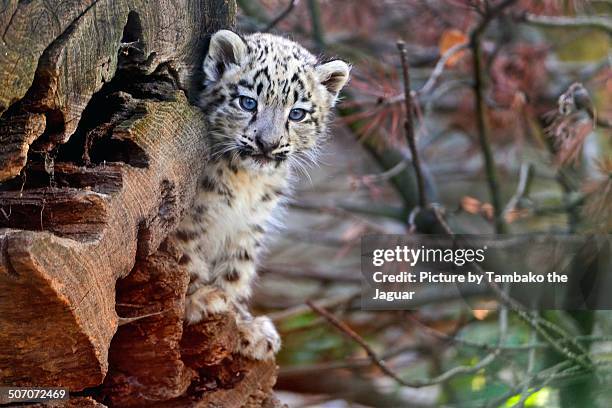 374 Snow Leopard Cub Photos and Premium High Res Pictures - Getty Images 374 Snow Leopard Cub Photos and Premium High Res Pictures - Getty Images