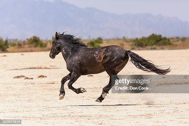 wild mustang horses in the west desert of utah - mustang stock pictures, royalty-free photos & images