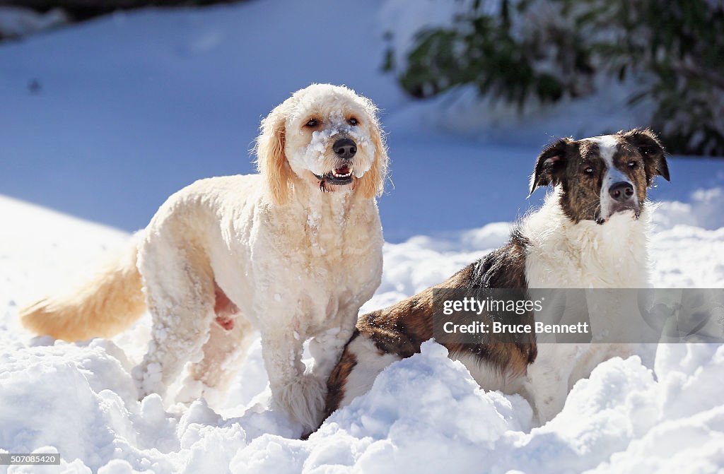 Dogs Enjoying Winter Storm Jonas