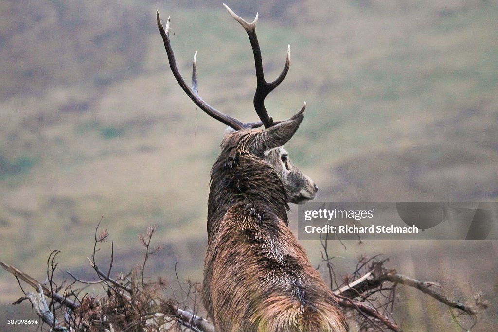 Stag in Autumn, Scotland, overlooking landscape