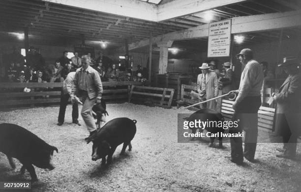 Pig judging at the National Western Stock show.