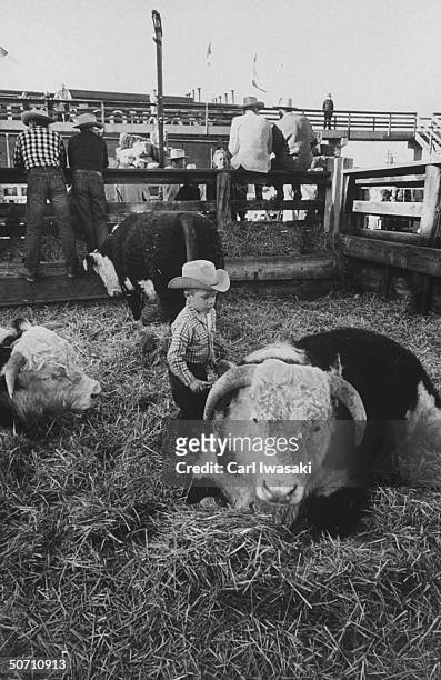 Young boy currying on his family's steers during the National Western Stock show.