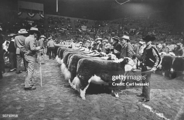 Mass presentation of the best 10 head entries of the Hereford cattle.