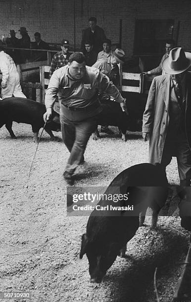 Byron Meech putting Poland China pigs through paces while on exhibit at the National Western Stock show.