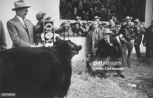 Champion Red Angus steer wins top prize at the National Western Stock show.