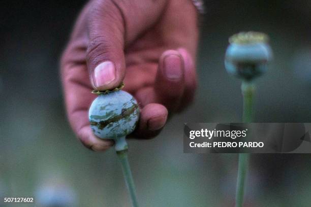 Mexican farmer works in a poppy field in the state of Guerrero, Mexico on January 24, 2016. Mexico is being whipped by a drug cartels war disputing...