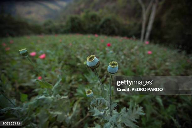 View of a poppy field in the state of Guerrero, Mexico on January 25, 2016. Mexico is being whipped by a drug cartels war disputing their place and...