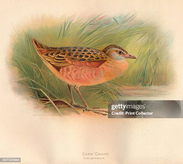 Corn Crake ' . From The Game Birds and Wild Fowl of The British Islands, by Charles Dixon, illustrated by Charles Whymper. [Pawson & Brailsford,...