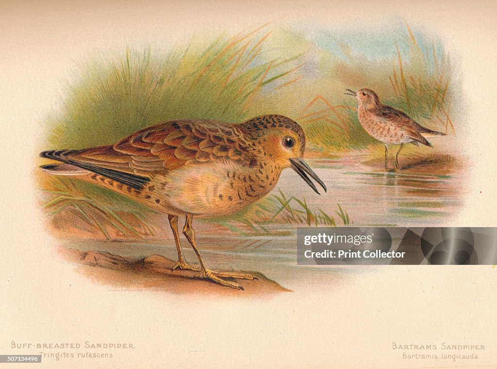 'Buff-Breasted Sandpiper (Tringites rufescns), Bartram's Sandpiper (Bartramia longicauda)', 1900, (1 Artist: Charles Whymper