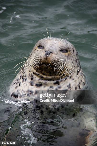 harbor seal - foca común fotografías e imágenes de stock