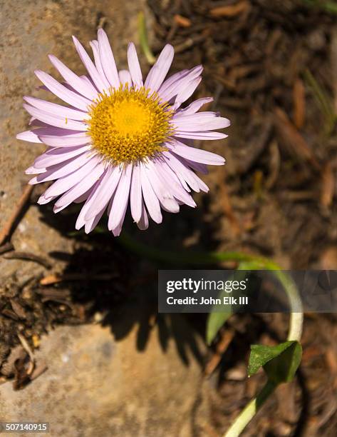 58 Showy Daisy Stock Photos High Res Pictures and Images Getty Images 58 Showy Daisy Stock Photos High Res Pictures and Images Getty Images