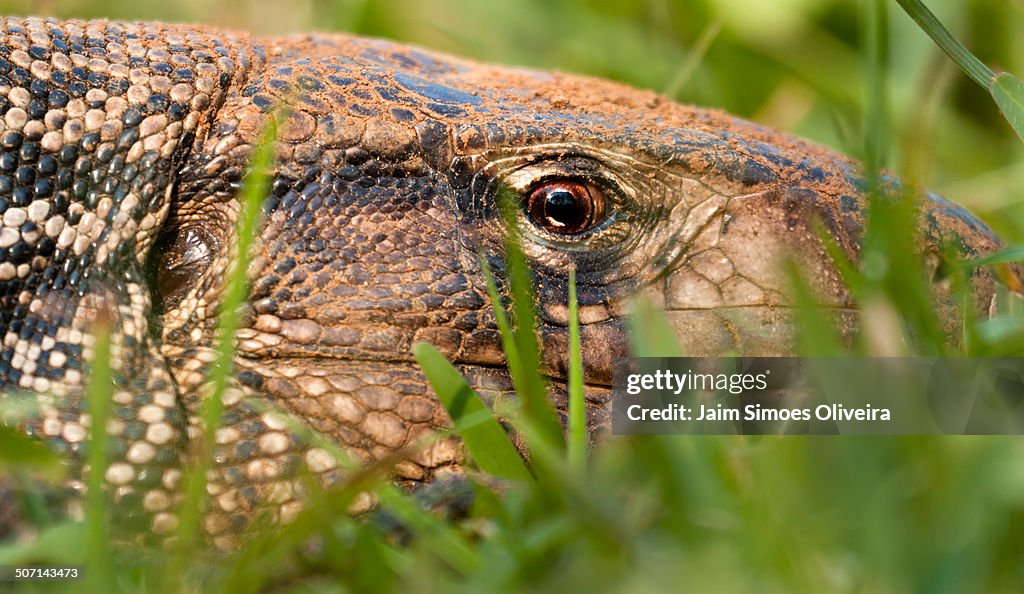 Lizard head
