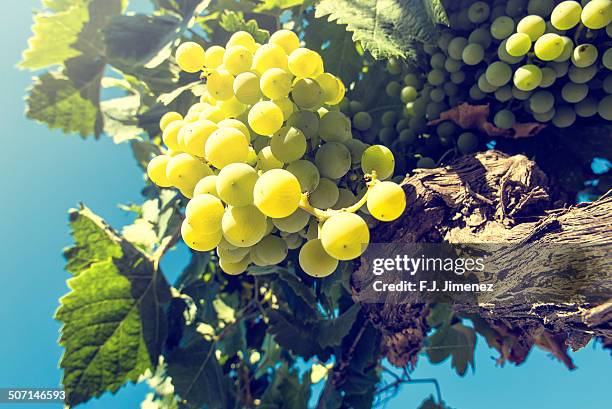 white grapes in a vineyard - jerez de la frontera stock-fotos und bilder