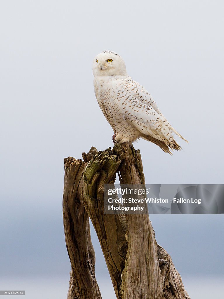 Snowy owl perched on logs