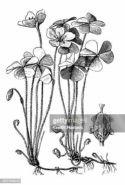 oxalis corniculata (creeping woodsorrel, sleeping beauty) - botany sketch stock illustrations