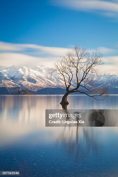 the lone tree of lake wanaka at dawn - wanaka stock pictures, royalty-free photos & images
