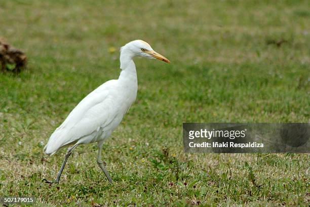 cattle egret - iñaki respaldiza foto e immagini stock